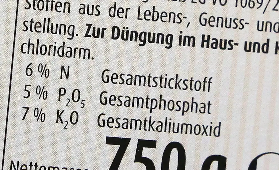 Diese Pflege braucht Roseneibisch – drinnen wie draußen
