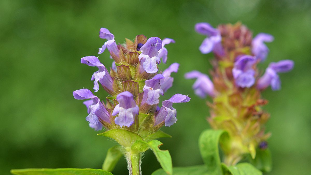 Blüten einer violetten kleinen Braunelle