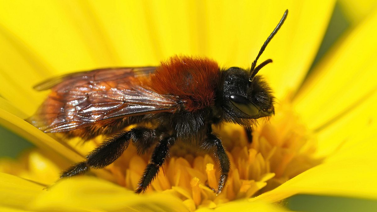 Rotpelzige Sandbiene