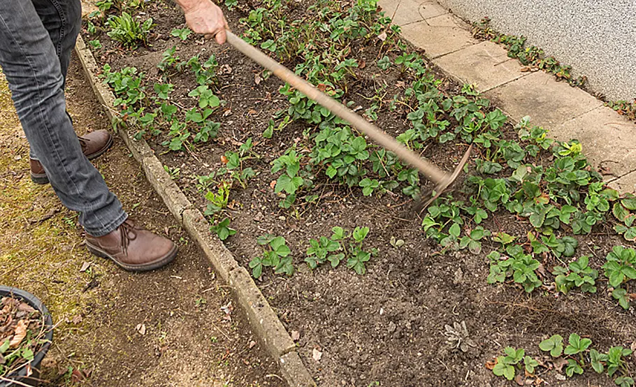 Erdbeeren düngen