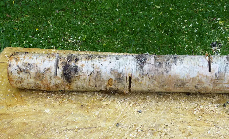 Pilzzucht auf Holz