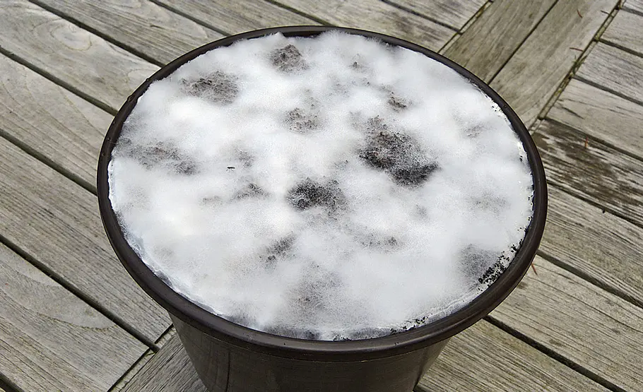 Pilzzucht auf Kaffeesatz
