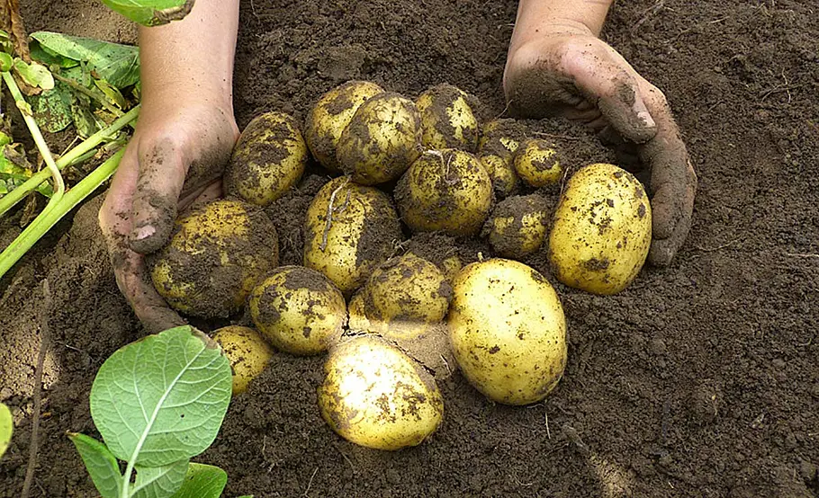 Kartoffeln ernten
