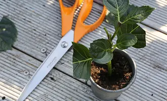 ligustrum sinense *RETAIL