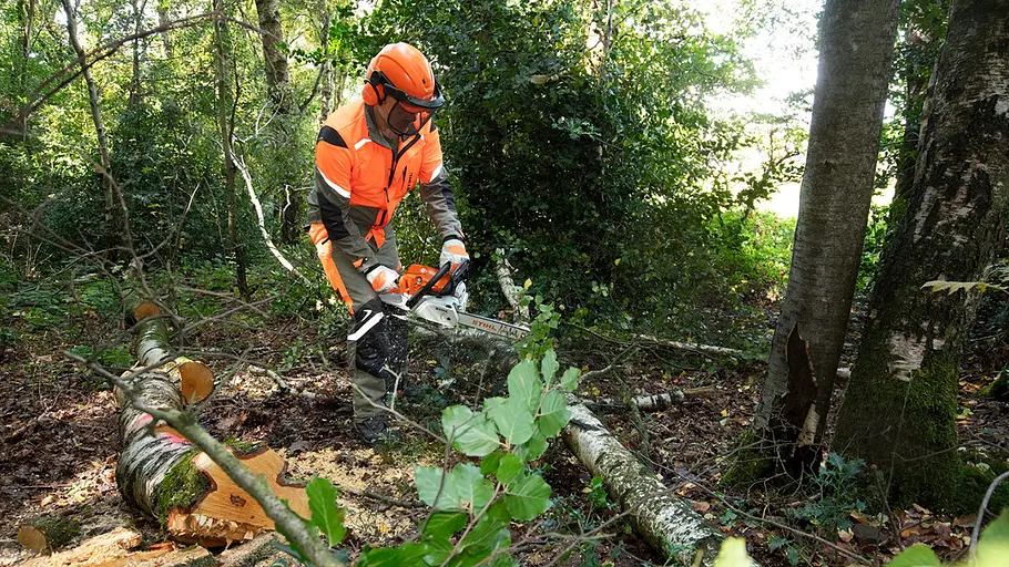 Benzin-Motorsägen im Praxistest im Wald Eine Person mit orangefarbener Schutzkleidung und Helm zersägt mit einer Motorsäge einen umgestürzten Baum im Wald.