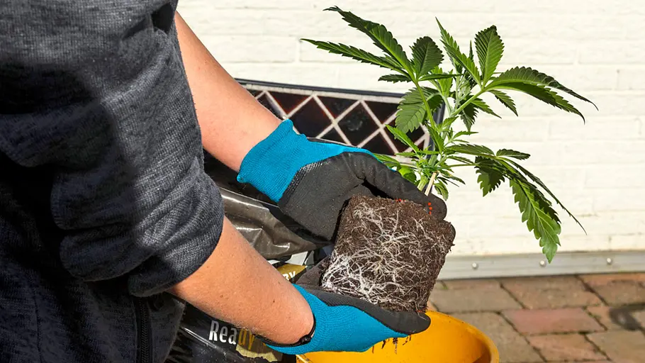 Cannabis-Anbau: Pflanze umtopfen Cannabispflanze wird umgetopft. Eine person mit blau-schwarzen Garten-Handschuhen hält die groß gewordene Pflanze inklusive Erde in der Hand über einen größeren Topf.
