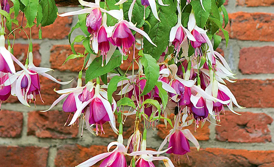 Farbenfrohe Fuchsien: Pflege und Vermehrung