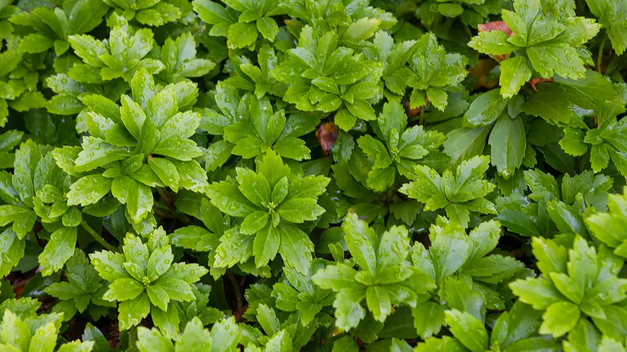 Dickmännchen Pachysandra