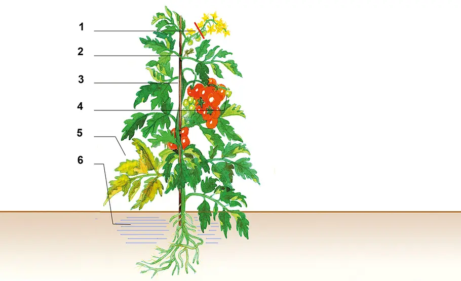Tomaten ziehen