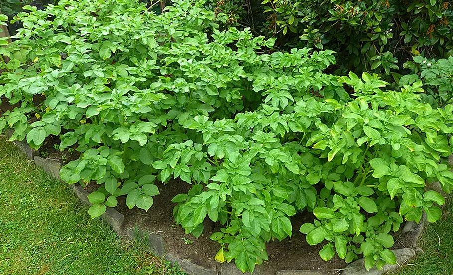 Kartoffeln pflegen