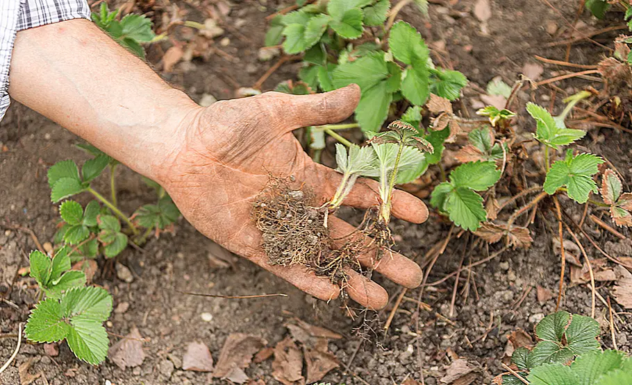 Erdbeeren düngen
