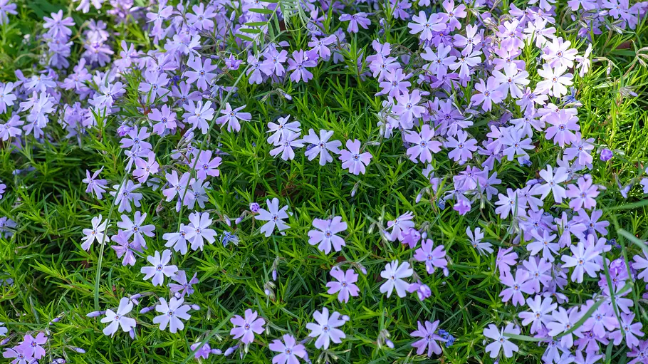 Polsterphlox