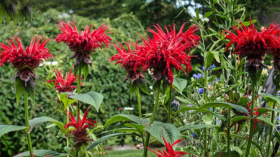 Monarda didyma Rote Indianernesseln