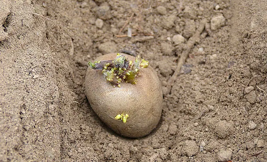 Kartoffeln anbauen