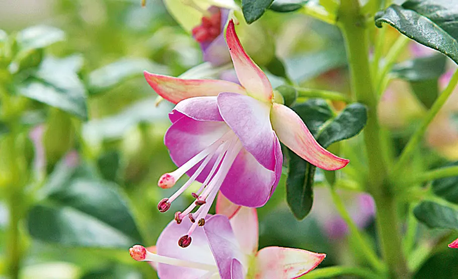 Farbenfrohe Fuchsien: Pflege und Vermehrung