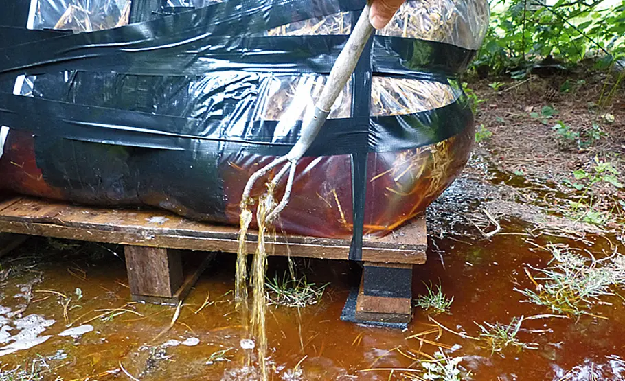 Pilzzucht im Strohbeet