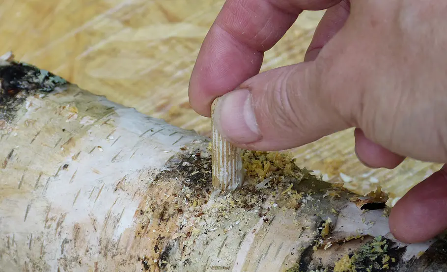 Pilzzucht auf Holz