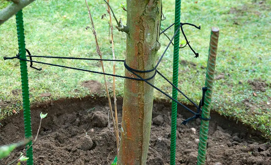 Obstbaum versetzen
