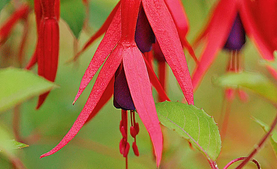 Farbenfrohe Fuchsien: Pflege und Vermehrung Fuchsien überwintern