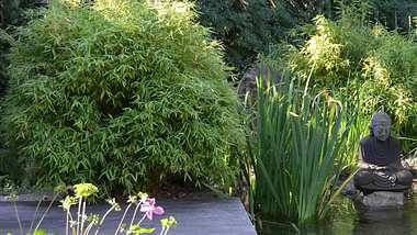 Am Teichrand, als Sichtschutz oder im Kübel: So pflanzt man Bambus - Foto: Hersteller / BGL