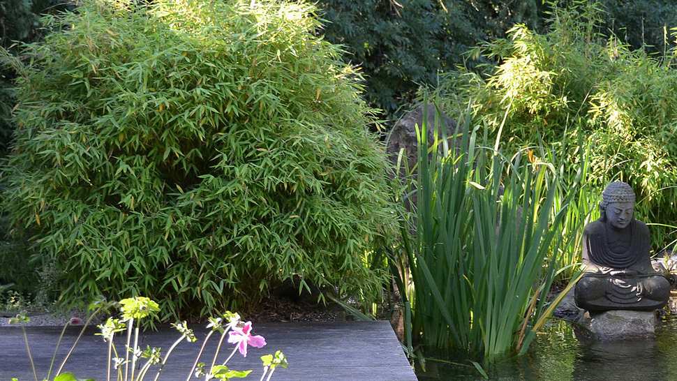 Am Teichrand, als Sichtschutz oder im Kübel: So pflanzt man Bambus - Foto: Hersteller / BGL
