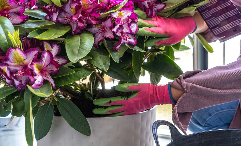 Rhododendron im Kbel | Selbst