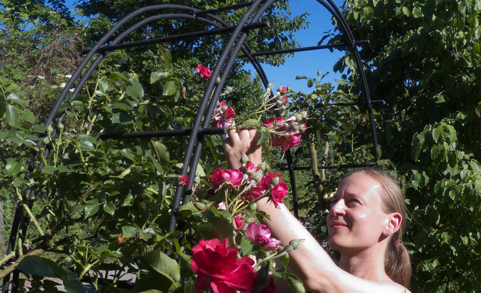 Rosenbogen selber biegen selbst.de