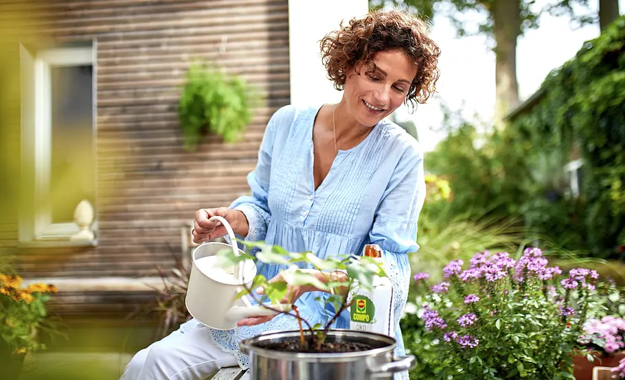 Regrow: Süßkartoffeln vermehren