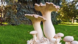 Pilze züchten in Haus und Garten - Foto: sidm / GB