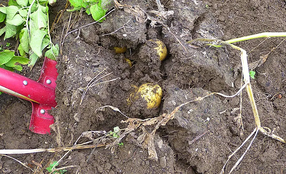 Kartoffeln ernten