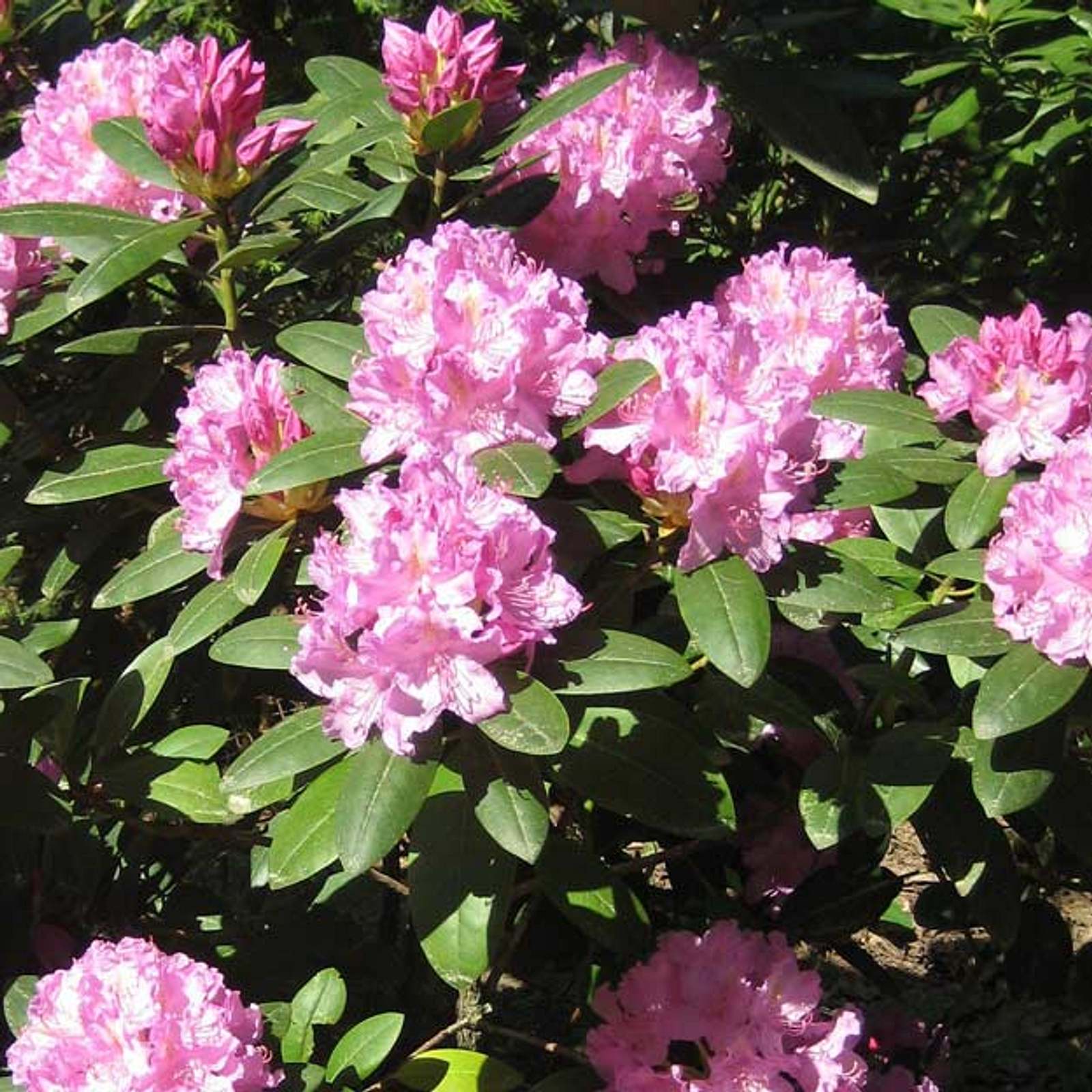 Rhododendron schneiden | Selbst
