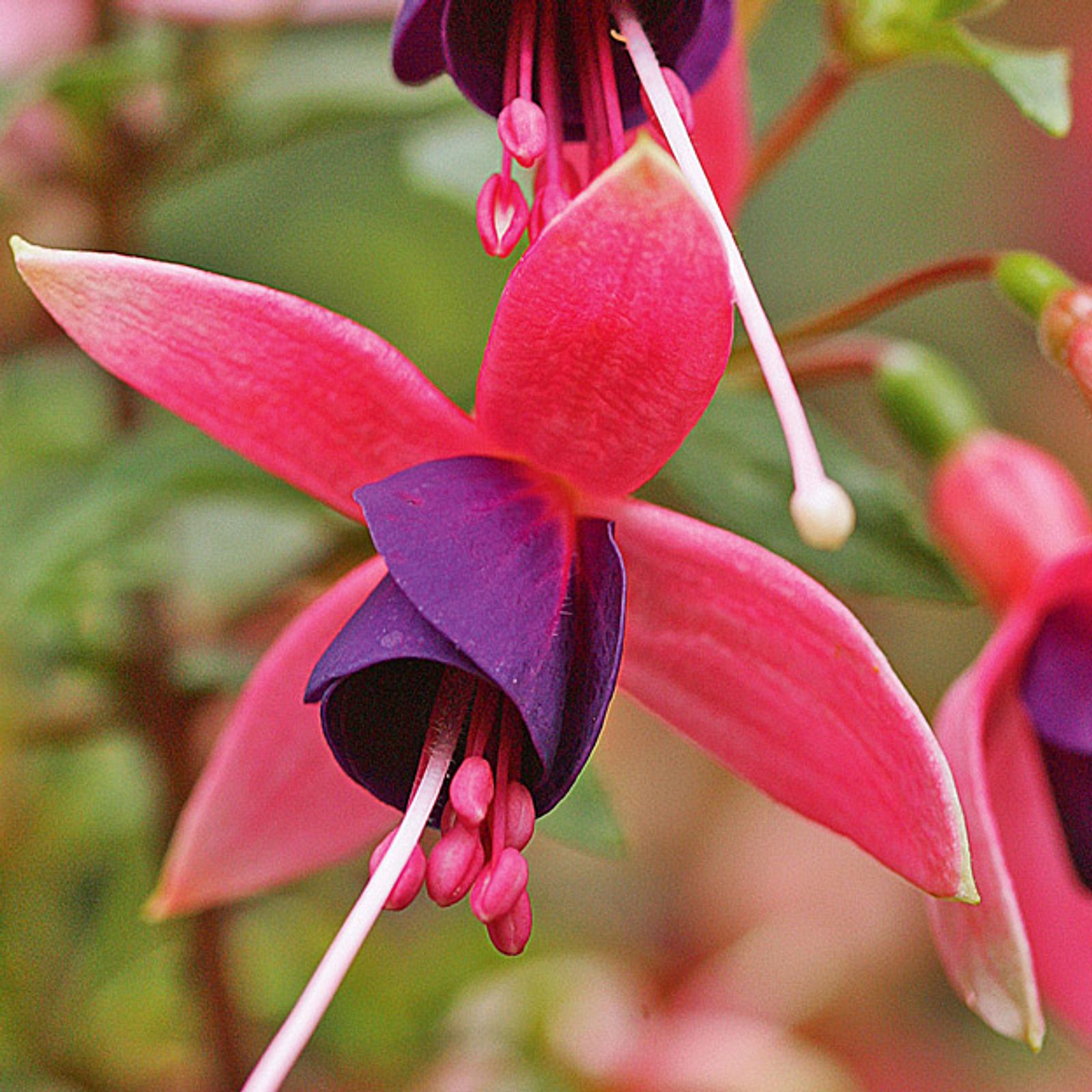 Fuchsien | Selbst