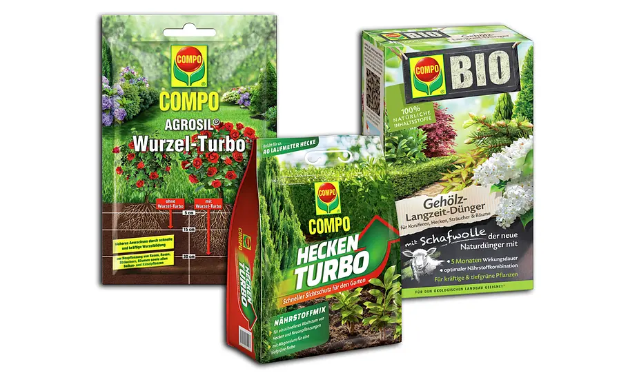 Pflege immergrüner Hecken Hecke immergrün