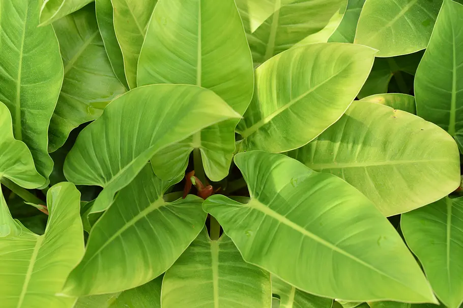 Philodendron erubescens Imperial Green’ Philodendron erubescens Imperial Green’