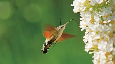 Insektenhaus | selbst.de Insektenhaus | selbst.de