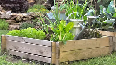 Niedriges Holz-Hochbeet im Garten, bepflanzt mit verschiedenen grünen Gemüsesorten, daneben eine Gießkanne auf dem Rasen. - Foto: iStock / sanddebeautheil