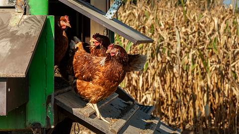 3 Hühner in Hühnerstall - Foto: iStock/Barbara Buderath