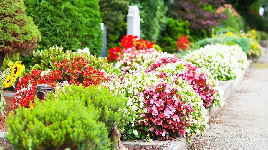 Mehrere nebeneinanderliegende Gräber mit dicht bepflanzten Begonien in Rot-, Rosa- und Weißtönen, eingefasst von niedrigen Steinkanten entlang eines Kieswegs auf einem Friedhof.