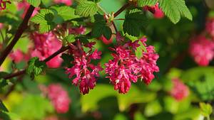 Blüten der Johannisbeere - Foto: iStock / LianeM