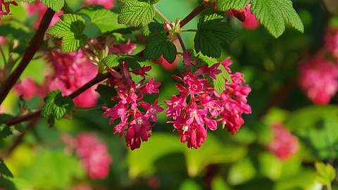 Blüten der Johannisbeere - Foto: iStock / LianeM