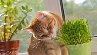 Katzengras ist für Katzen meist gesund. - Foto: iStock / Okssi68