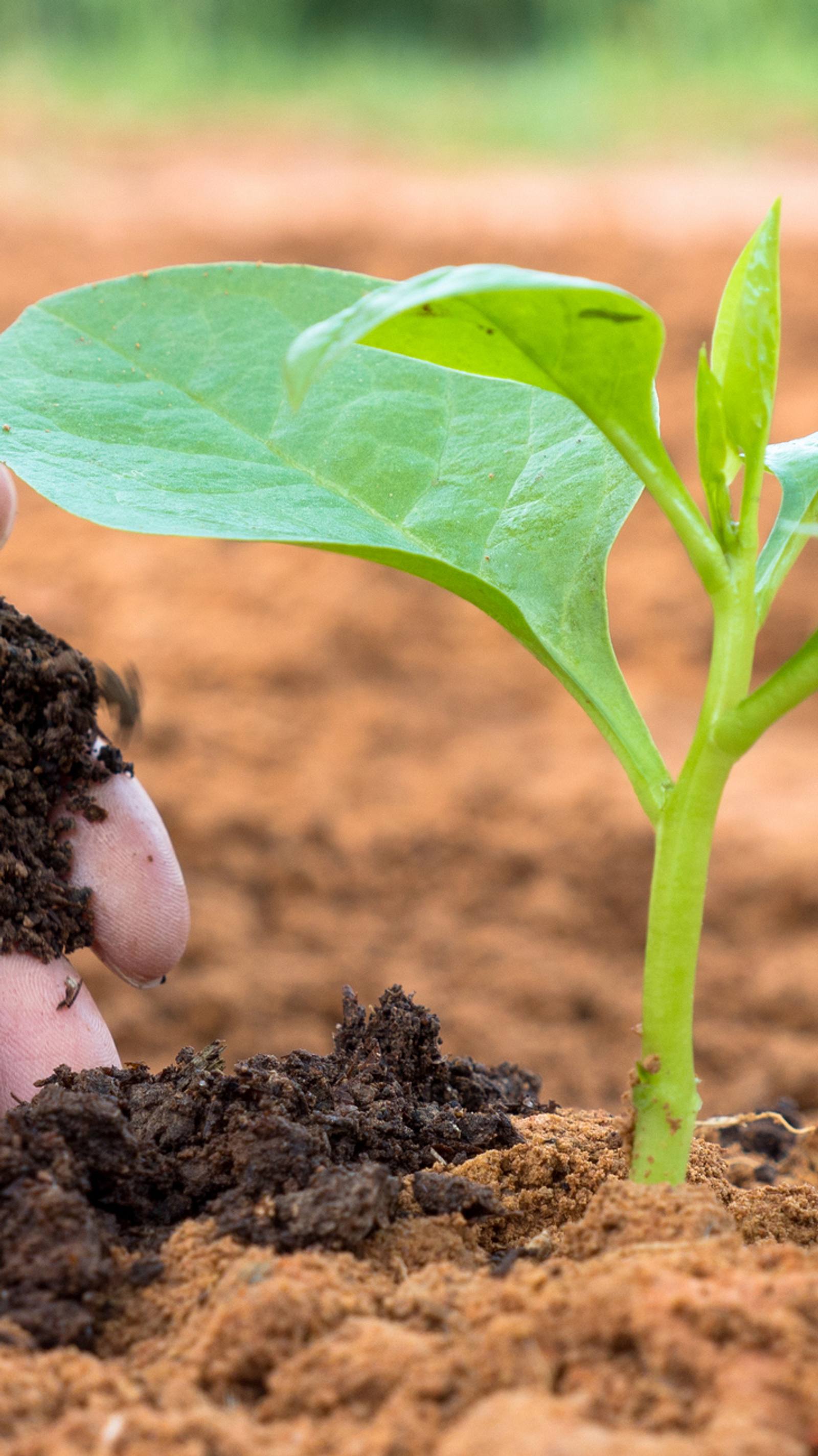Organischer Dnger: Wirkung, Anwendung und Tipps fr den Garten | Selbst