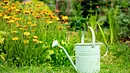 Rostige, hellblaue Gießkanne steht auf einer grünen Wiese, dahinter ein Beet mit orange blühenden Blumen - Foto: iStock / RG-vc Rostige, hellblaue Gießkanne steht auf einer grünen Wiese, dahinter ein Beet mit orange blühenden Blumen - Foto: iStock / RG-vc