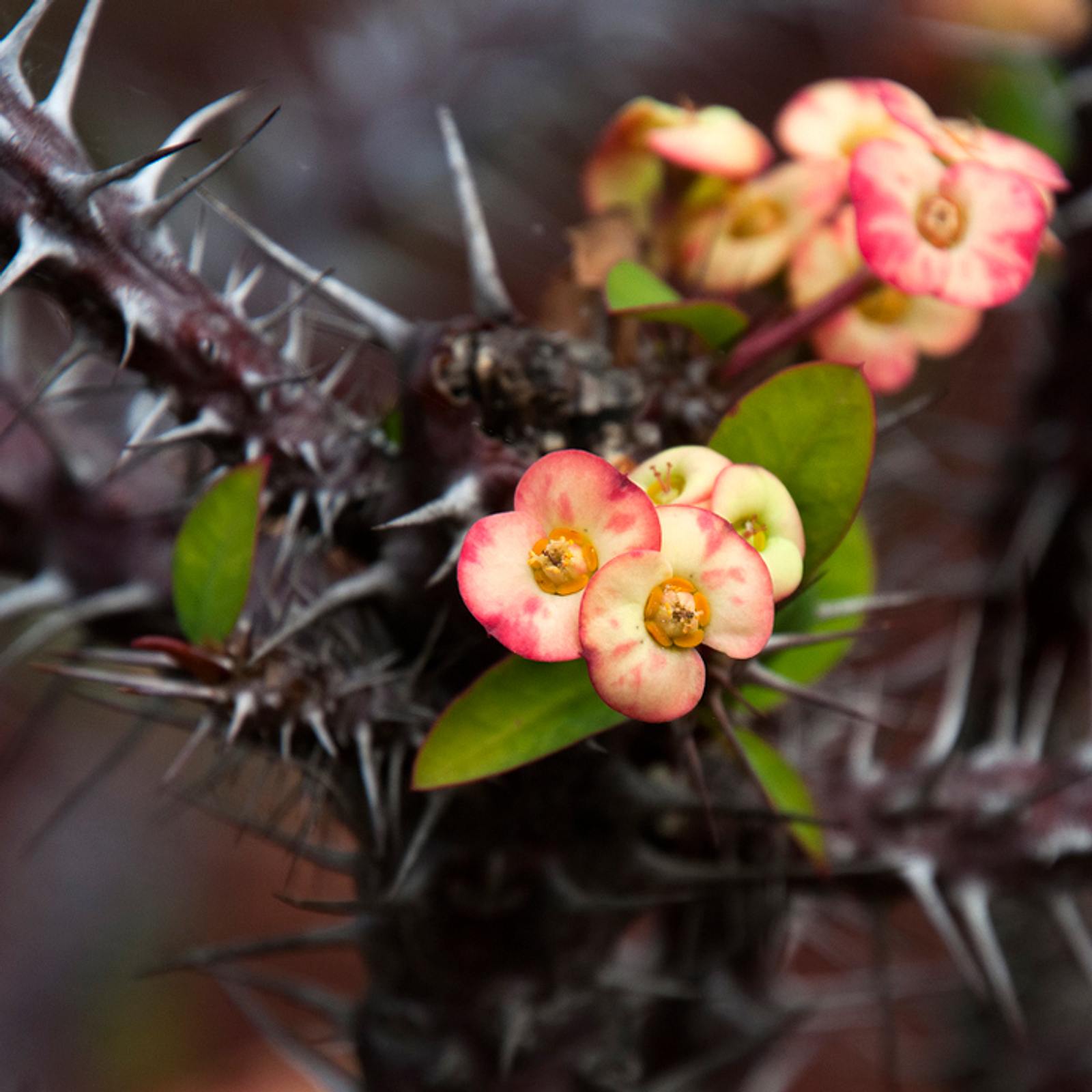 Euphorbia milii | Selbst