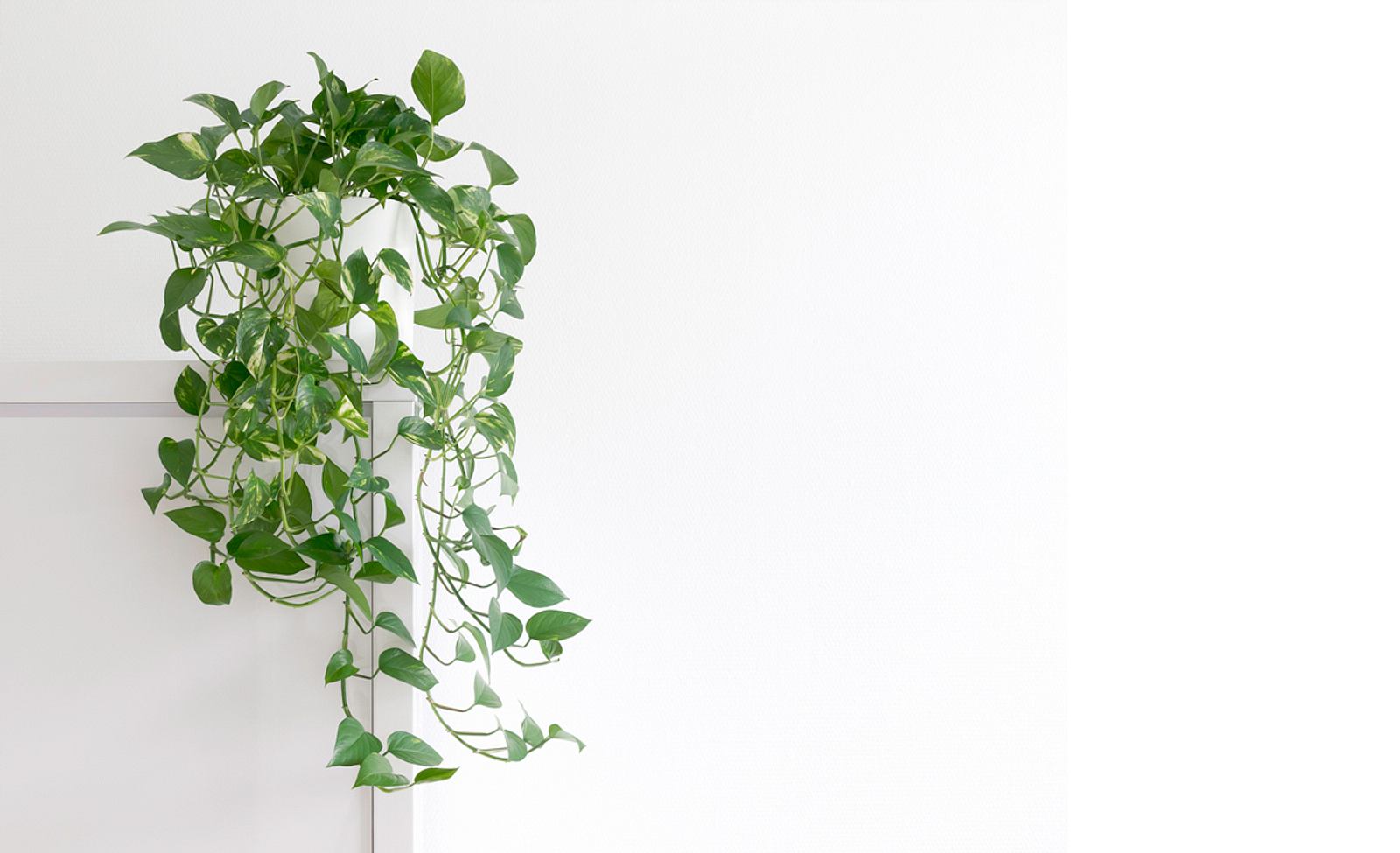 Efeutute (Epipremnum aureum) selbst.de