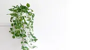 Efeutute Epipremnum aureum - Foto: iStock / dropStock Efeutute Epipremnum aureum - Foto: iStock / dropStock