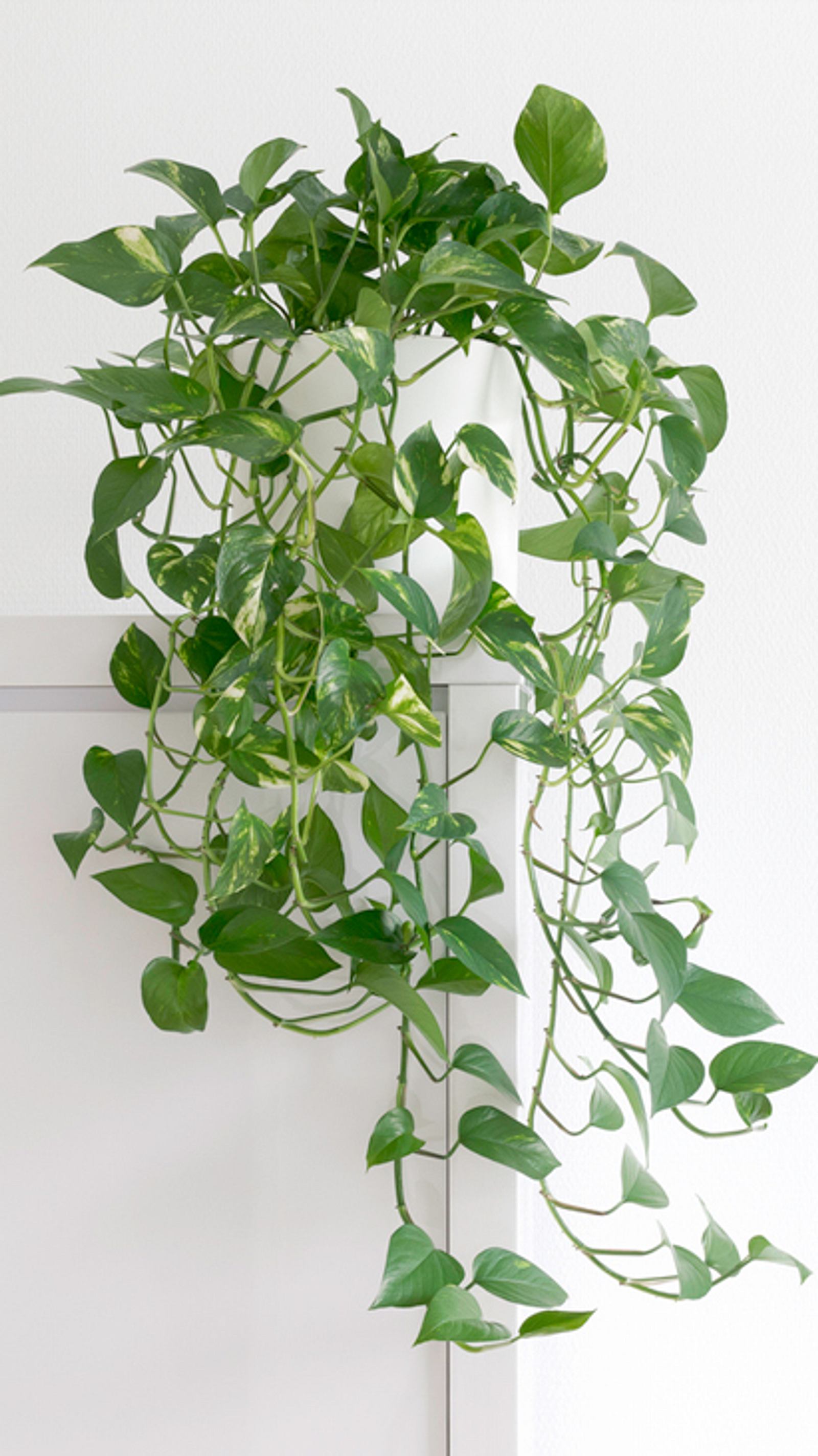 Efeutute (Epipremnum aureum) | Selbst