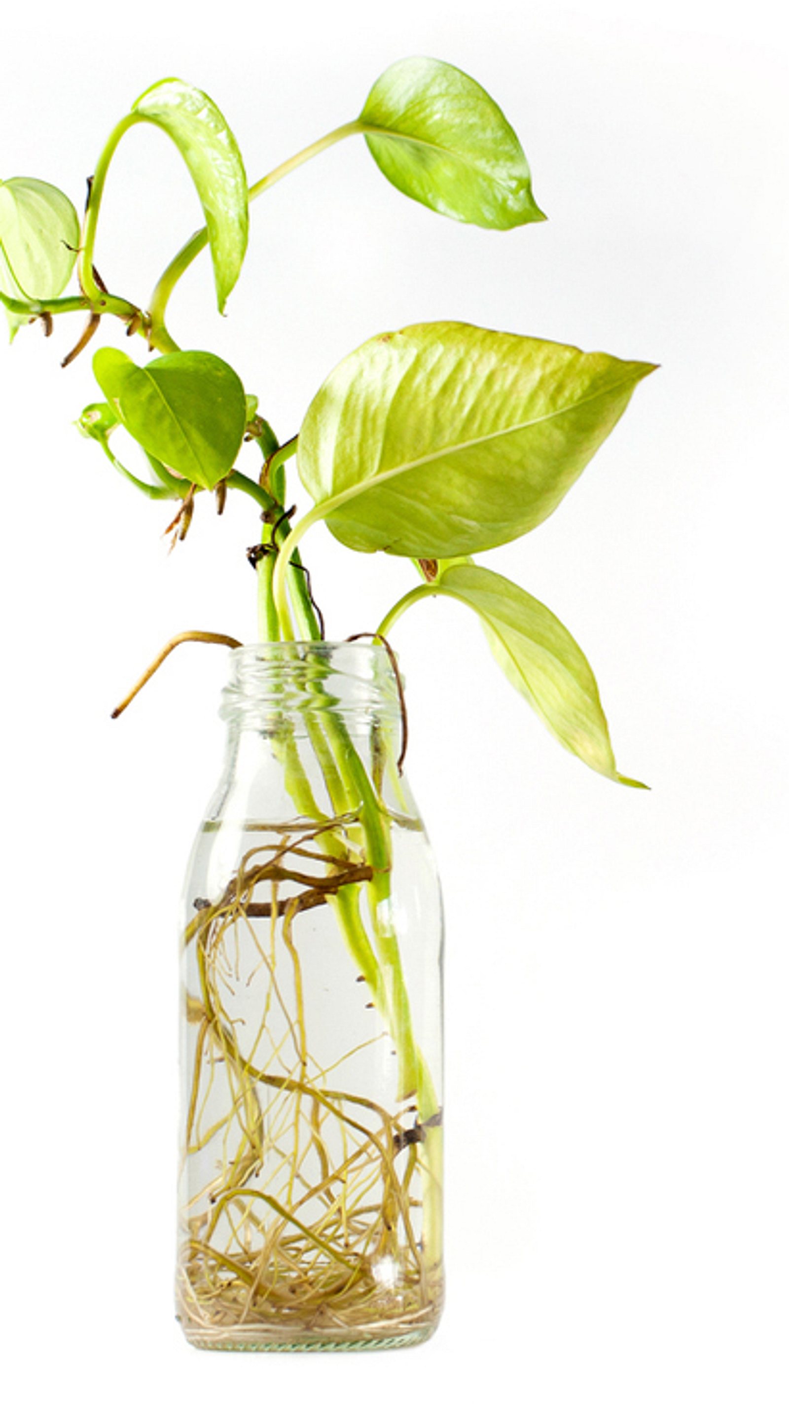 geigenfeige berlin Ficus Lyrata (Geigenfeige) verzweigter Stamm | Eileen