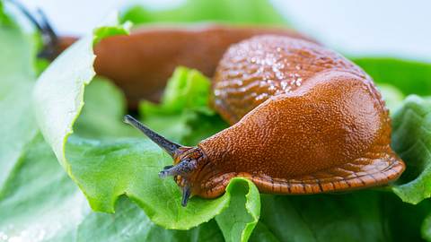 Spanische Wegschnecke - Foto: iStock / erwo1