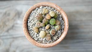 Lithops: Lebende Steine - Foto: iStock / Nutsara Rukbangboon